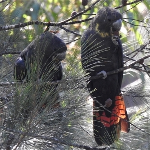 Calyptorhynchus lathami lathami at Tallong, NSW - 5 Apr 2022