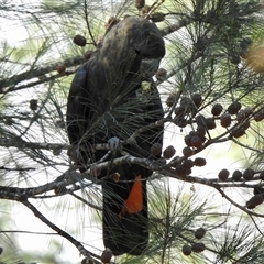 Calyptorhynchus lathami lathami at Tallong, NSW - 5 Apr 2022