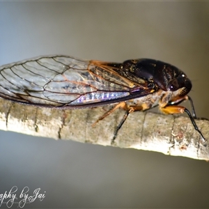 Psaltoda plaga (Black Prince Cicada) at Kandos, NSW by aussiejai