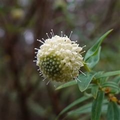 Pimelea ligustrina subsp. ligustrina (Tall Rice Flower) at Glen Allen, NSW - 4 Nov 2024 by RobG1