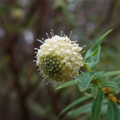 Pimelea ligustrina subsp. ligustrina (Tall Rice Flower) at Glen Allen, NSW - 4 Nov 2024 by RobG1