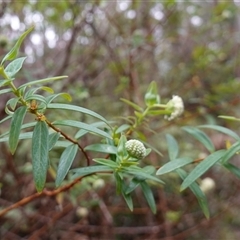 Pimelea ligustrina subsp. ligustrina at Glen Allen, NSW - 4 Nov 2024 11:18 AM