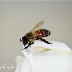 Apis mellifera (European honey bee) at Kandos, NSW - 5 Jan 2025 by aussiejai