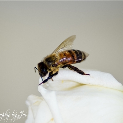 Apis mellifera (European honey bee) at Kandos, NSW - 5 Jan 2025 by aussiejai