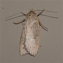 Stictochila (genus) (A Concealer moth (Wingia group) at Freshwater Creek, VIC - 27 Apr 2020 by WendyEM