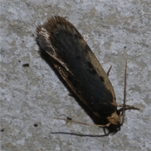 Hoplostega ochroma at Freshwater Creek, VIC - 27 Apr 2020 10:25 PM