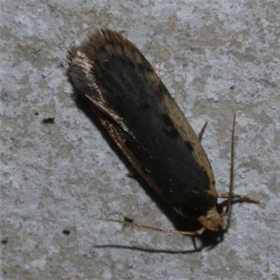 Hoplostega ochroma (a Eulechria Group moth) at Freshwater Creek, VIC - 27 Apr 2020 by WendyEM