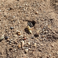 Unidentified Sand or digger wasp (Crabronidae or Sphecidae) at Bowning, NSW - 4 Jan 2025 by Maren