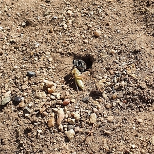 Sphecidae or Crabronidae (families) at Bowning, NSW - 5 Jan 2025