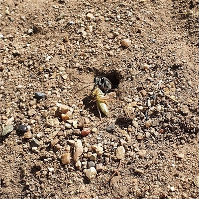 Sphecidae or Crabronidae (families) (Unidentified sand wasp) at Bowning, NSW - 5 Jan 2025 by Maren