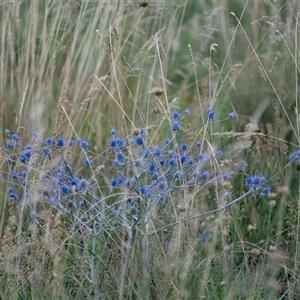 Eryngium ovinum (Blue Devil) at Macgregor, ACT by Untidy