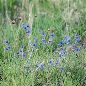 Eryngium ovinum at Macgregor, ACT - 18 Dec 2024