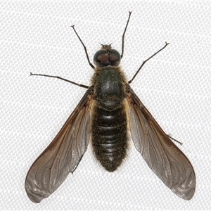 Comptosia sp. (genus) (Unidentified Comptosia bee fly) at Melba, ACT by kasiaaus