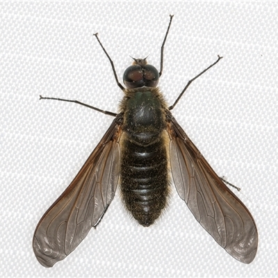 Comptosia sp. (genus) (Unidentified Comptosia bee fly) at Melba, ACT - 4 Jan 2025 by kasiaaus