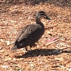 Anas superciliosa (Pacific Black Duck) at Wagga Wagga, NSW - 10 Sep 2024 by NostalDec