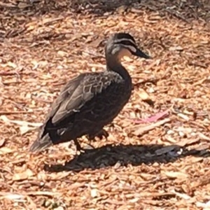 Anas superciliosa at Wagga Wagga, NSW - 10 Sep 2024