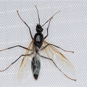 Camponotus sp. (genus) (A sugar ant) at Melba, ACT by kasiaaus