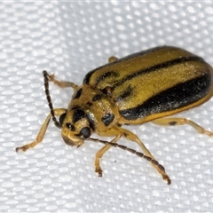 Xanthogaleruca luteola (Elm leaf beetle) at Melba, ACT - 4 Jan 2025 by kasiaaus