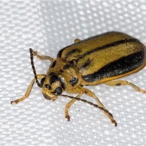 Xanthogaleruca luteola at Melba, ACT - 4 Jan 2025