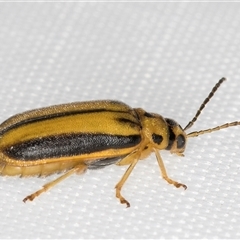 Xanthogaleruca luteola at Melba, ACT - 4 Jan 2025