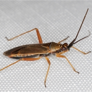 Miridae (family) at Melba, ACT - 4 Jan 2025