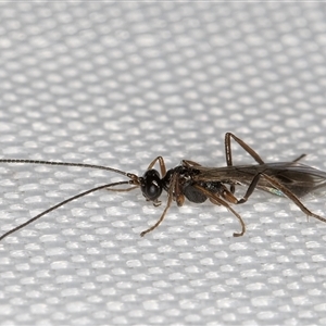 Ichneumonoidea (Superfamily) (A species of parasitic wasp) at Melba, ACT by kasiaaus