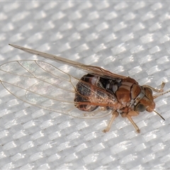 Cardiaspina sp. (genus) (Lace or Basket lerp) at Melba, ACT - 4 Jan 2025 by kasiaaus