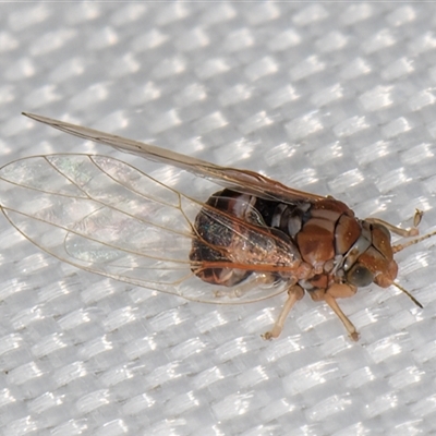 Cardiaspina sp. (genus) (Lace or Basket lerp) at Melba, ACT - 4 Jan 2025 by kasiaaus