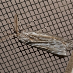 Ciampa arietaria (Brown Pasture Looper Moth) at Freshwater Creek, VIC - 26 Apr 2020 by WendyEM