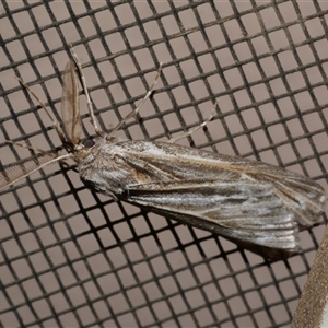 Ciampa arietaria at Freshwater Creek, VIC - 26 Apr 2020