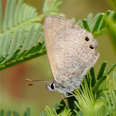 Nacaduba biocellata (Two-spotted Line-Blue) at Manton, NSW - 2 Jan 2025 by ConBoekel