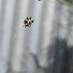 Austracantha minax (Christmas Spider, Jewel Spider) at North Albury, NSW - 27 Nov 2024 by Darcy