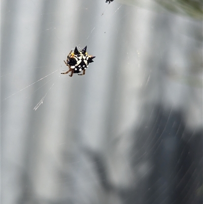 Austracantha minax (Christmas Spider, Jewel Spider) at North Albury, NSW - 27 Nov 2024 by Darcy