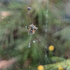 Austracantha minax at North Albury, NSW - suppressed