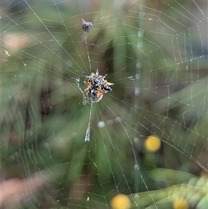 Austracantha minax at North Albury, NSW - suppressed