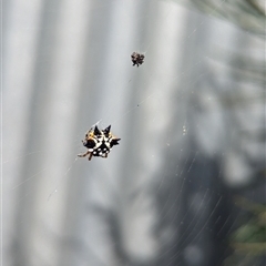 Austracantha minax at North Albury, NSW - suppressed