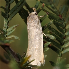 Unidentified Moth (Lepidoptera) at Manton, NSW - 1 Jan 2025 by ConBoekel