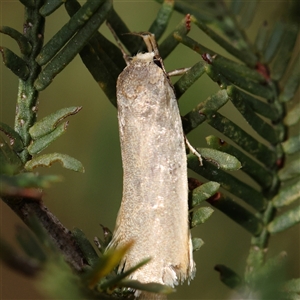 Unidentified Moth (Lepidoptera) at Manton, NSW by ConBoekel