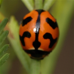 Coccinella transversalis (Transverse Ladybird) at Manton, NSW - 1 Jan 2025 by ConBoekel