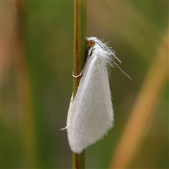 Tipanaea patulella (The White Crambid moth) at Manton, NSW - 2 Jan 2025 by ConBoekel