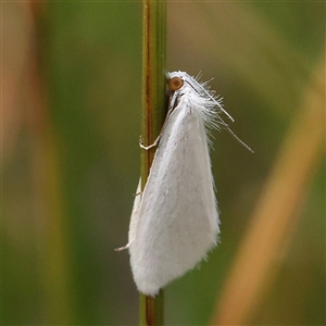 Tipanaea patulella at Manton, NSW - 2 Jan 2025 09:51 AM