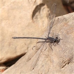 Unidentified Damselfly (Zygoptera) at Manton, NSW by ConBoekel