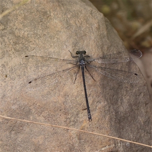 Austroargiolestes icteromelas at Manton, NSW - 2 Jan 2025 09:52 AM