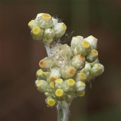 Pseudognaphalium luteoalbum (Jersey Cudweed) at Manton, NSW - 2 Jan 2025 by ConBoekel