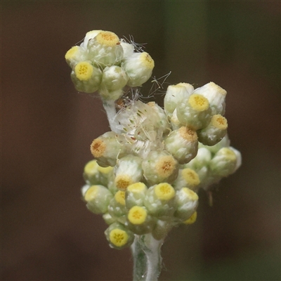 Pseudognaphalium luteoalbum (Jersey Cudweed) at Manton, NSW - 1 Jan 2025 by ConBoekel