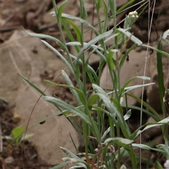 Pseudognaphalium luteoalbum at Manton, NSW - 2 Jan 2025 09:53 AM