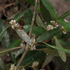 Alternanthera denticulata (Lesser Joyweed) at Manton, NSW - 2 Jan 2025 by ConBoekel