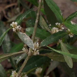 Alternanthera denticulata at Manton, NSW - 2 Jan 2025