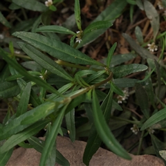 Alternanthera denticulata at Manton, NSW - 2 Jan 2025