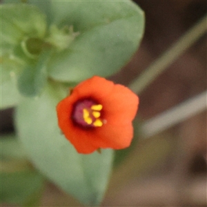 Lysimachia arvensis at Manton, NSW - 2 Jan 2025 09:54 AM